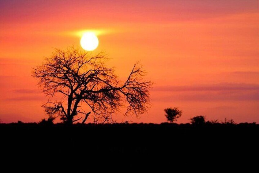 Morning or Afternoon Safari Tour