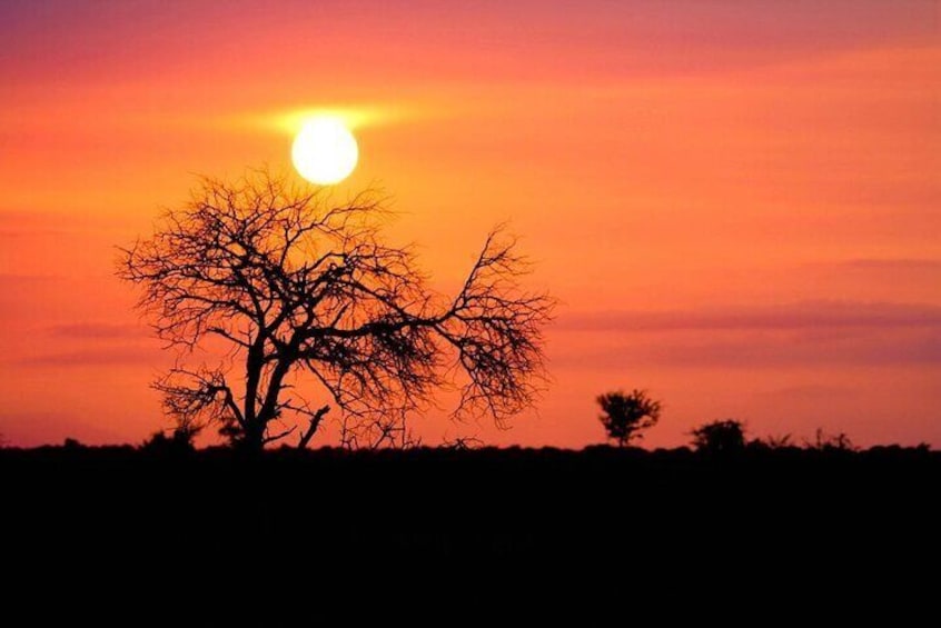 Morning or Afternoon Safari Tour