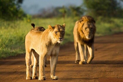 Morning or Afternoon Safari Tour