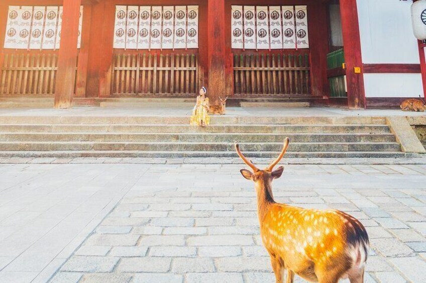 Hidden Temples in Kyoto a Self-Guided Zen Tour