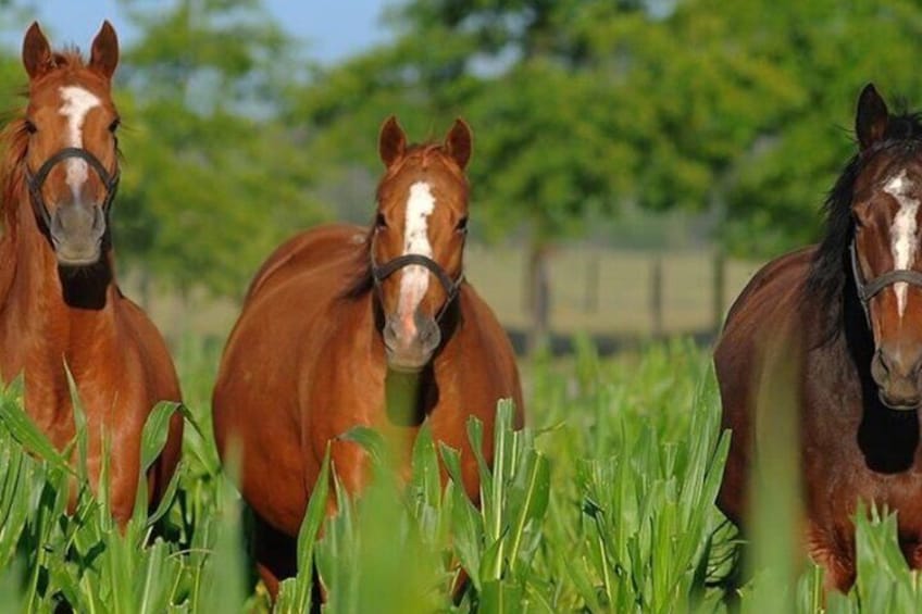 Private Luxury Day with Horseback Riding, Helicopter and BBQ