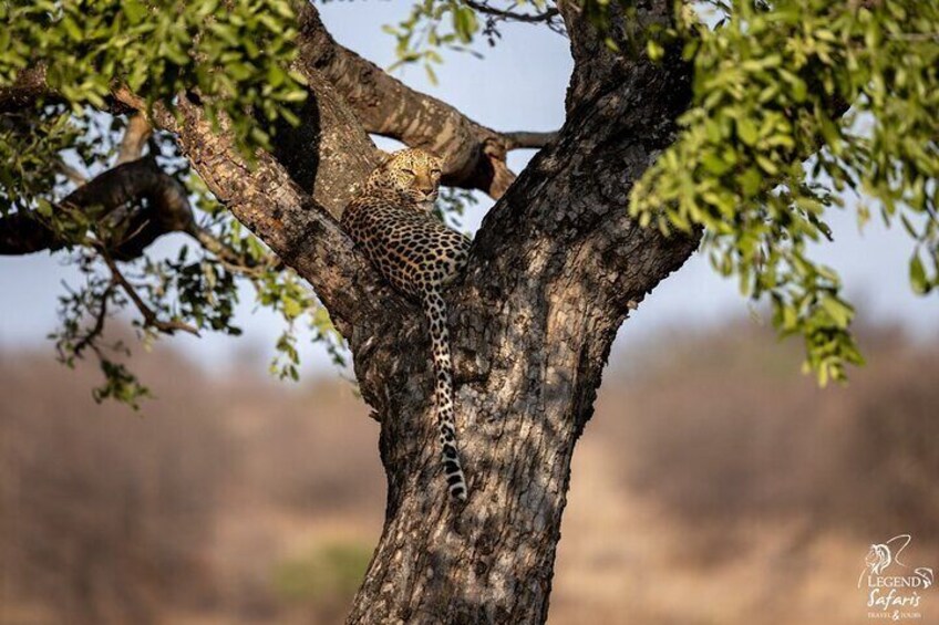 Half Day Kruger Safari Tour from Malelane and Komatipoort