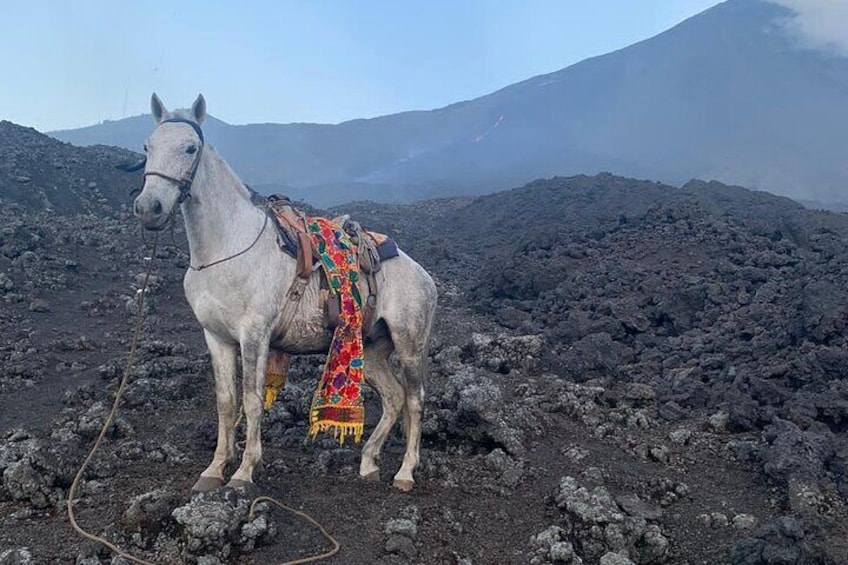 Puerto Quetzal Pacaya Volcano Horseback Ride with Lava Pizza