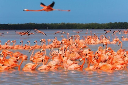 Tour Celestun y Sisal desde Mérida