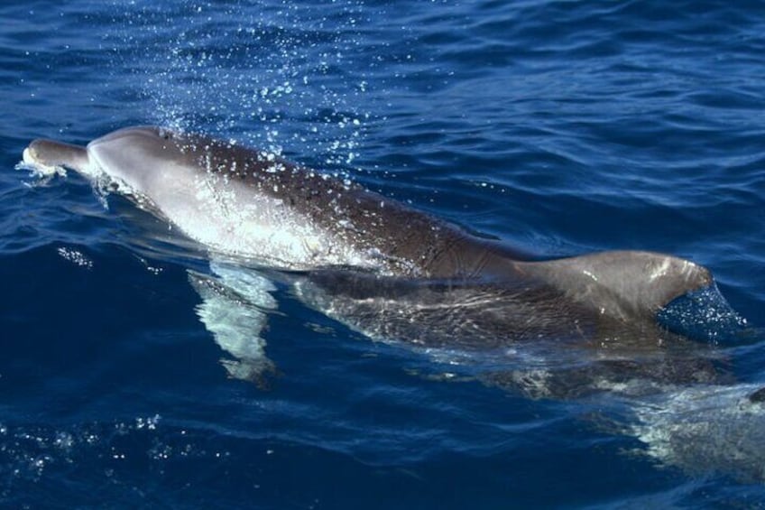 Hervey Bay Nature Cruise Dolphin