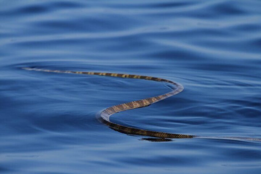 Sea snake Hervey Bay Nature Cruise