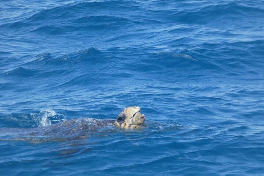 Sea Turtle Hervey Bay Nature Cruise