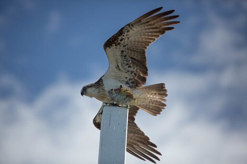 Hervey Bay Nature Cruise birds of prey