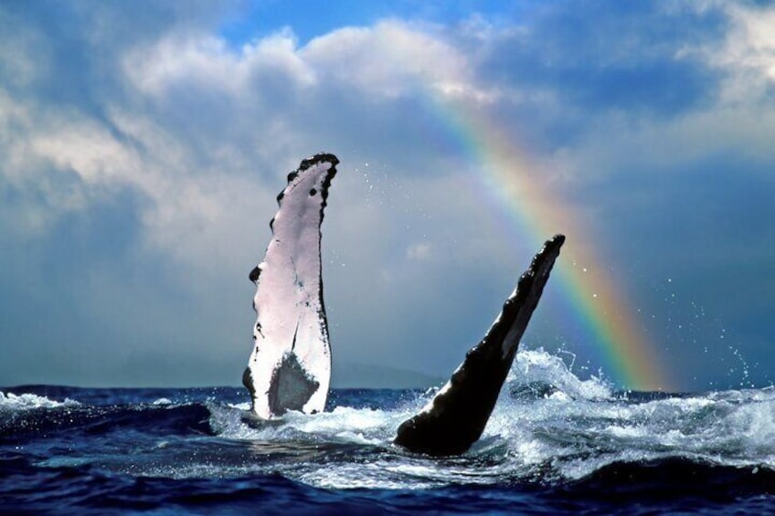 A playful humpback whale waves its long pectoral fins out of the water in front of a rainbow in Hawaii