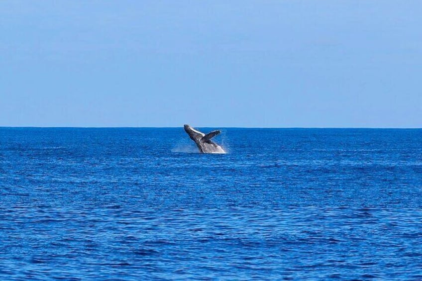 A humpback breaches in the distance.