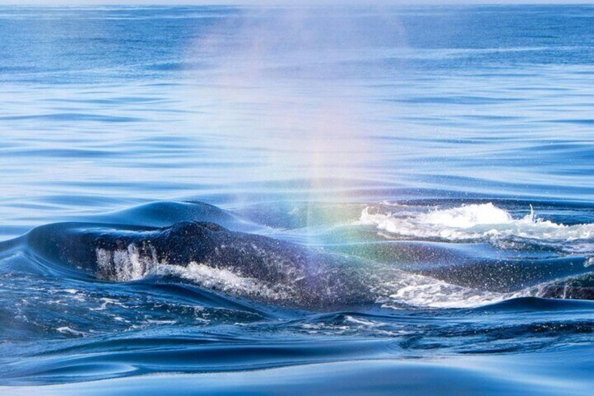 Humpback Whale spouts a rainbow off West Oahu