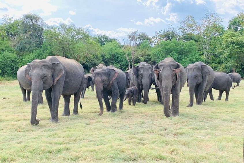 Minneriya Safari Tour with Viraj