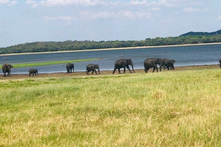 Minneriya Safari Tour with Viraj 