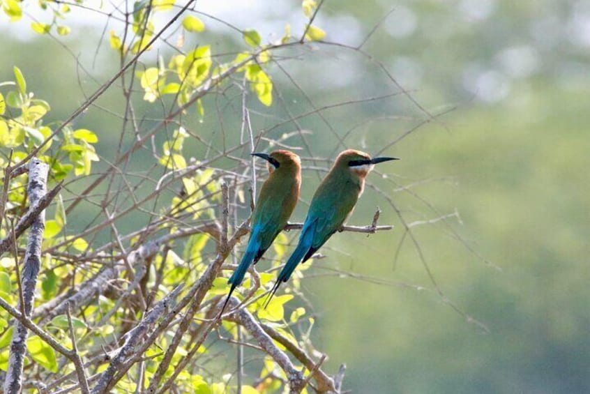 Minneriya Safari Tour with Viraj 