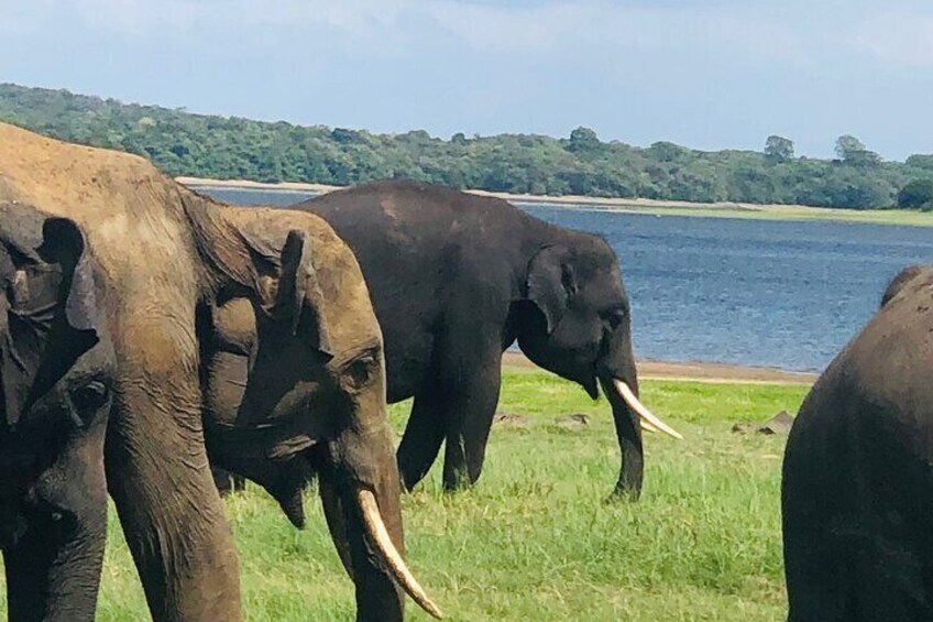 Minneriya Safari Tour with Viraj