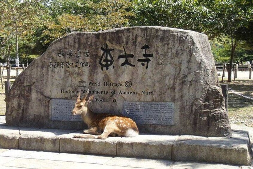 Arashiyama, Yasaka Shrine, Hanamikoji, Todaiji Temple day Tour