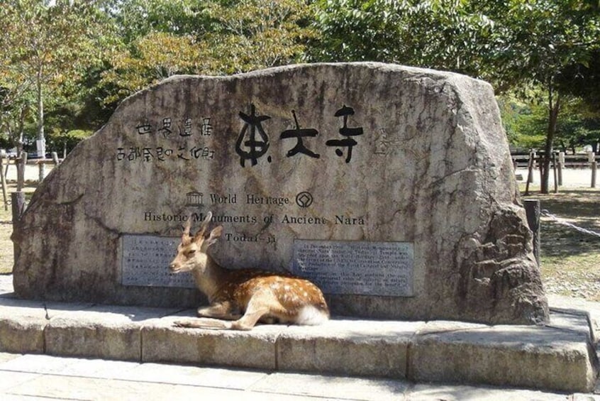 Arashiyama, Yasaka Shrine, Hanamikoji, Todaiji Temple day Tour