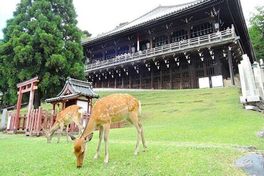 Arashiyama, Yasaka Shrine, Hanamikoji, Todaiji Temple day Tour