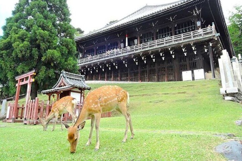 Arashiyama, Yasaka Shrine, Hanamikoji, Todaiji Temple day Tour