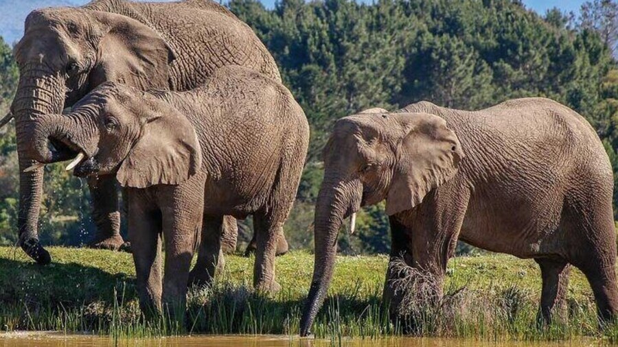 7-Day Garden Route Safari Adventure from Cape Town
