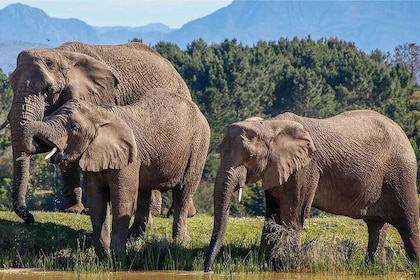 7-Day Garden Route Safari Adventure from Cape Town