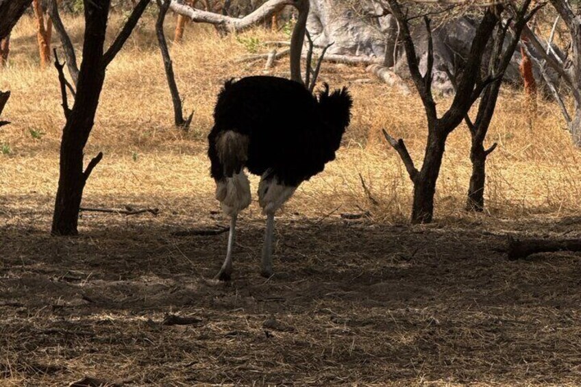 Discover Bandia Safari and The Lagoon of Somone