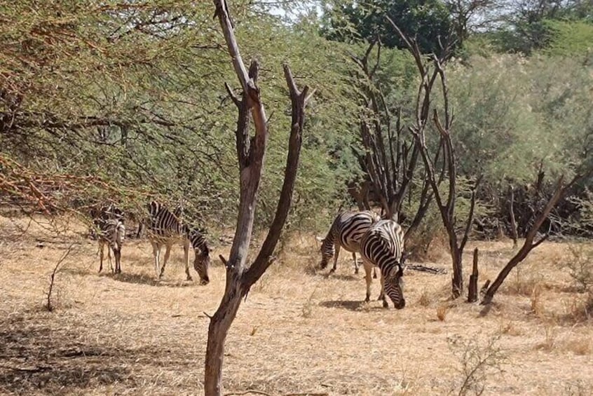 Discover Bandia Safari and The Lagoon of Somone