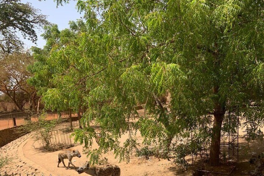 Discover Bandia Safari and The Lagoon of Somone