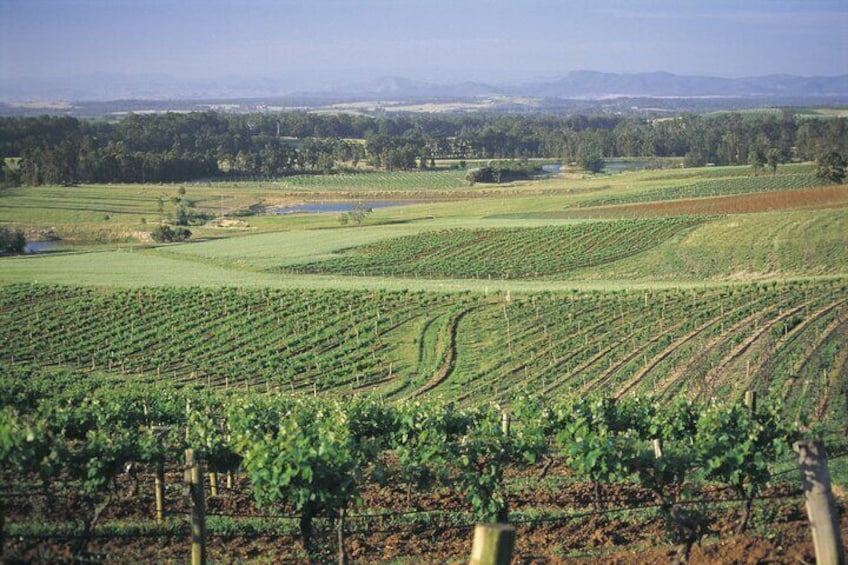 Hunter Valley All Inclusive, Wine, Chocolate Tasting and Lunch 