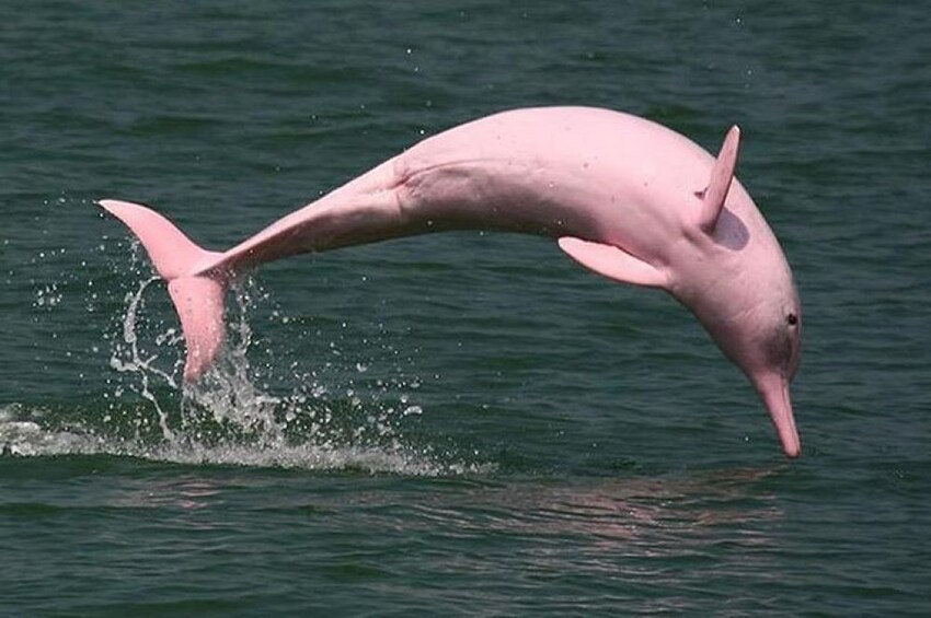 Spot Pink Dolphins and Explore Islands: A Thrilling Speed Boat Adventure