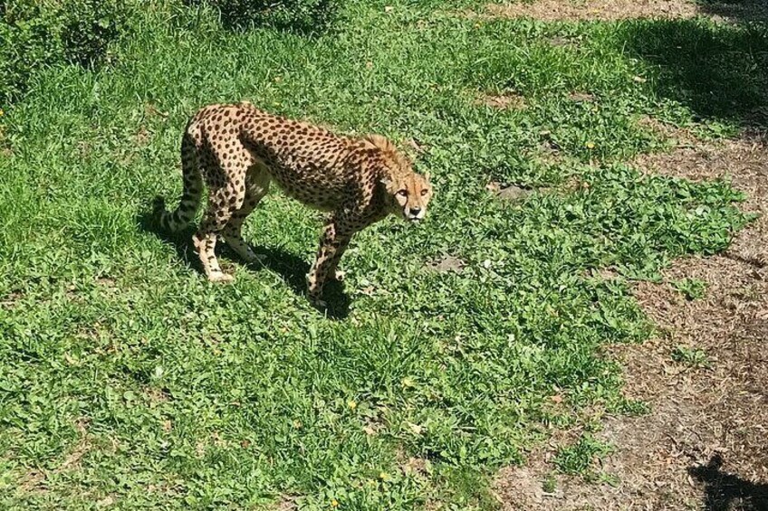 Sundays River Cruise and Kragga Kamma Game Park Experience