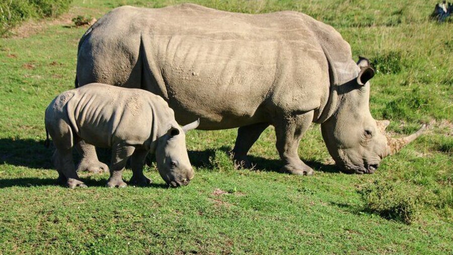 6 nights 5 days luxury Kruger park tour