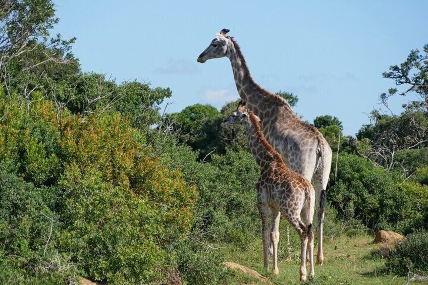  6 nights 5 days luxury Kruger park tour