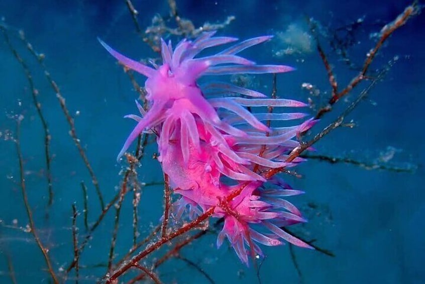 Zakynthos Scuba Diving Experience with Underwater Photos