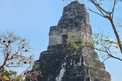 Tikal Guided Tour from Mayan World Airport all-inclusive