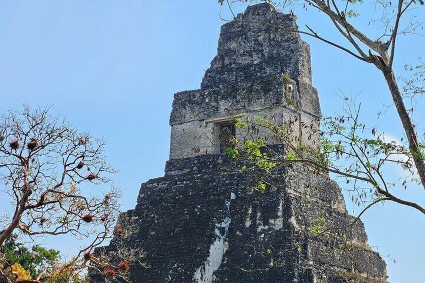 Tikal Guided Tour from Mayan World Airport all inclusive