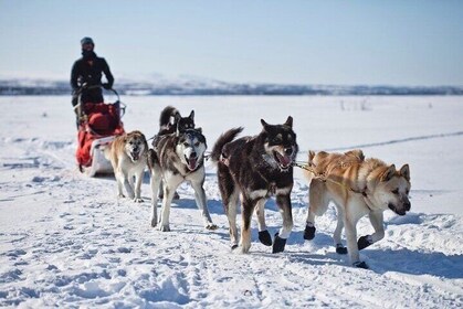 Husky Farm Visit and Dog Sledge Ride in Rovaniemi