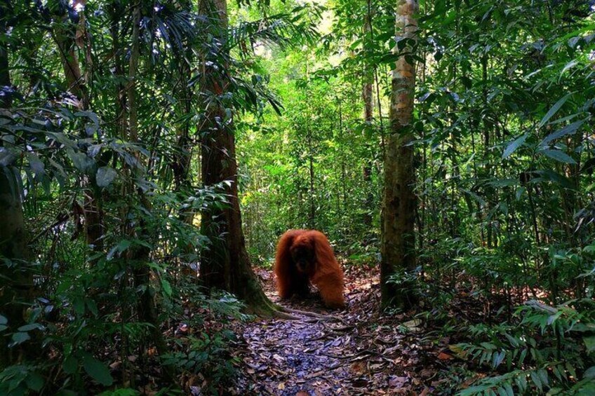 Male Orangutan