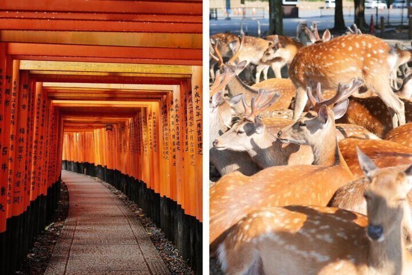 Kyoto and Nara in 1 Day in Fushimi Inari and Deer Park