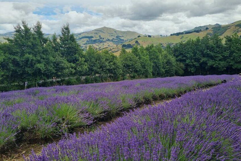 Grosso @ Akaroa Lavender