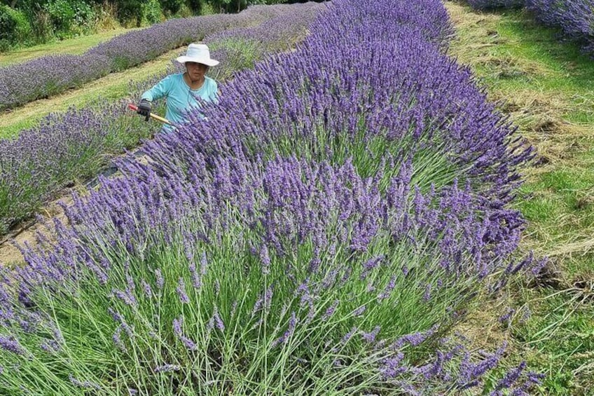 In the fields @ Akaroa Lavender