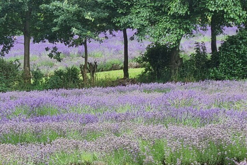 I can see for miles and miles @ Akaroa Lavender