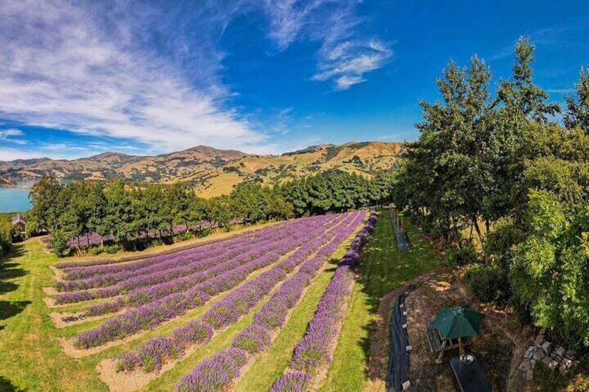 Summer in the lavender @ Akaroa Lavender