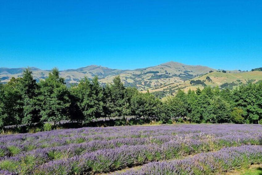 Lavender @ Akaroa Lavender