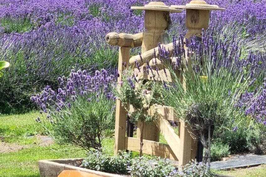 Having fun @ Akaroa Lavender