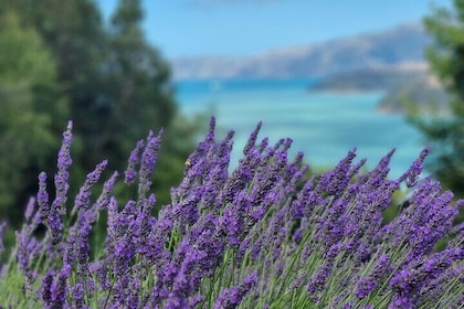 Akaroa Lavender Season Guided Tour Experience