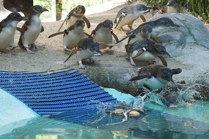 Melbourne Penguin Tour & Wildlife kangaroos koala Emu Tasi Devil 