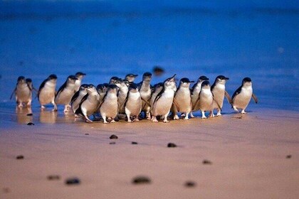 Premium Philip Island Penguin Parade Tour 13 Pax Hotel Pickup