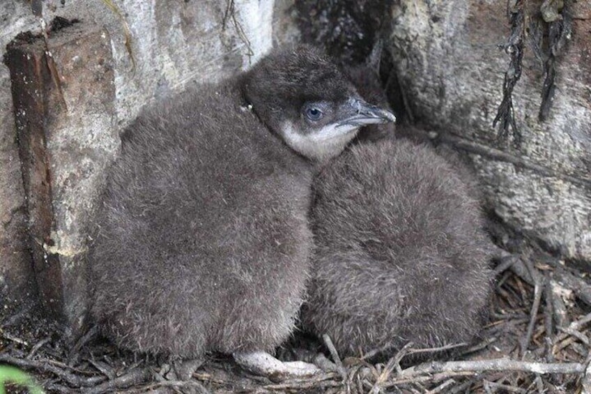 Baby Penguins