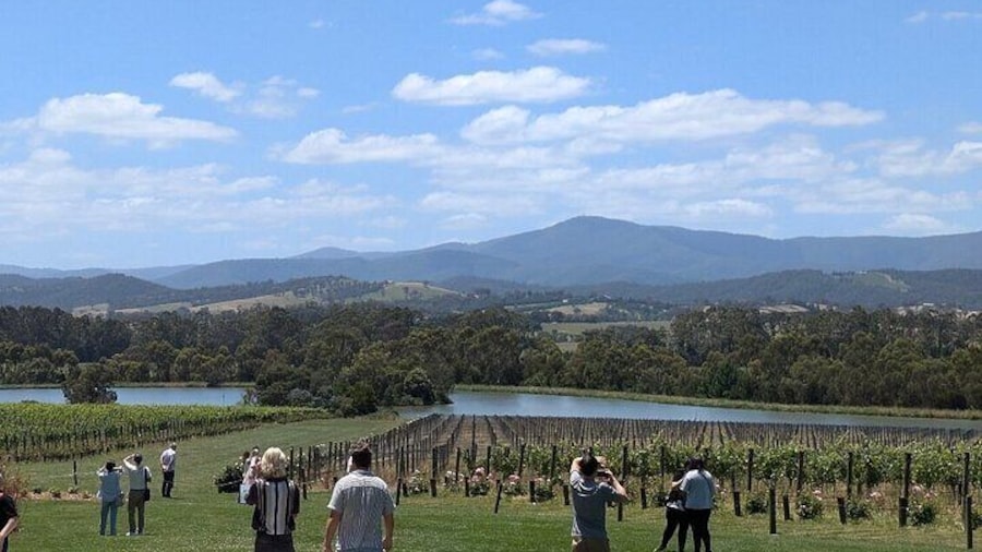 Cruise Ship Friendly Yarra Valley Wine Tour with Port Pickup